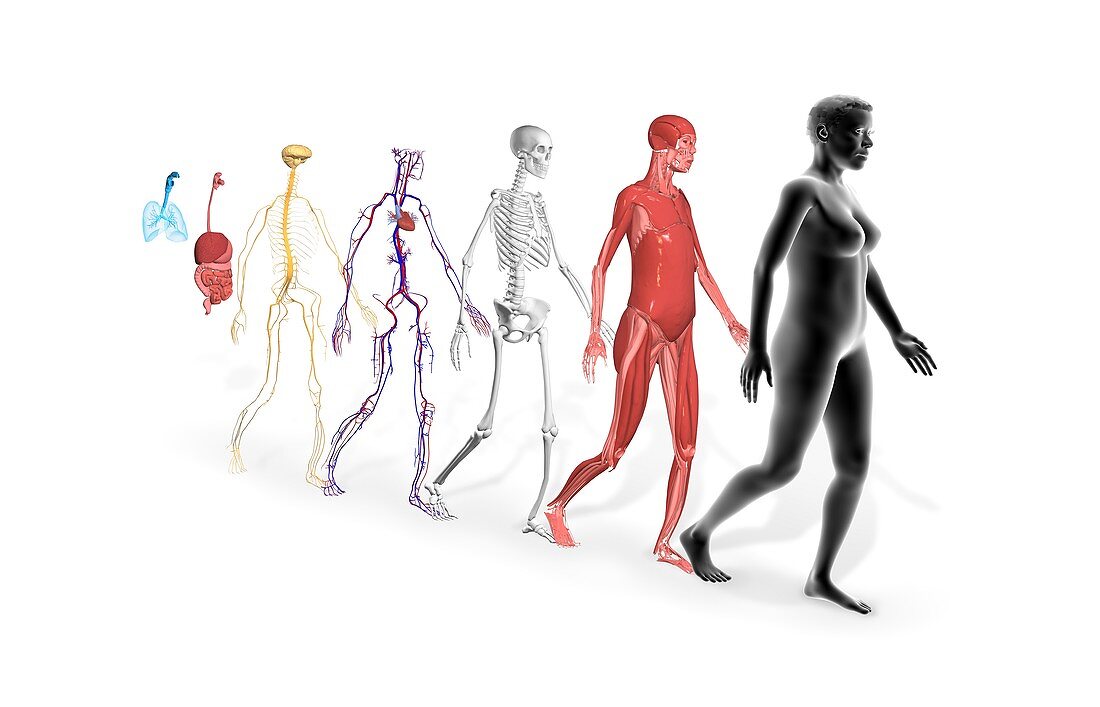 Human anatomy and body systems, illustration