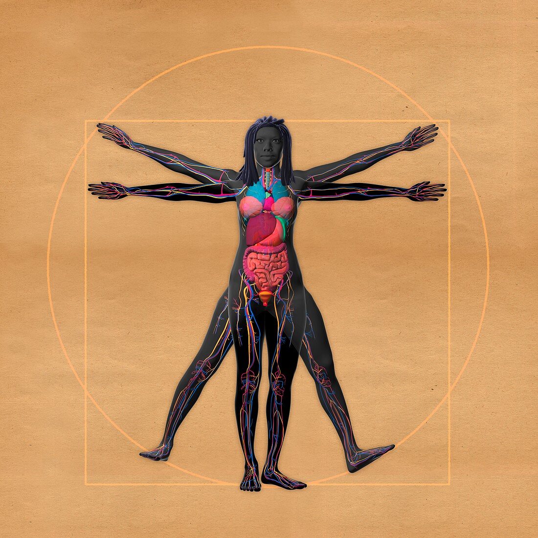 Vitruvian woman, illustration