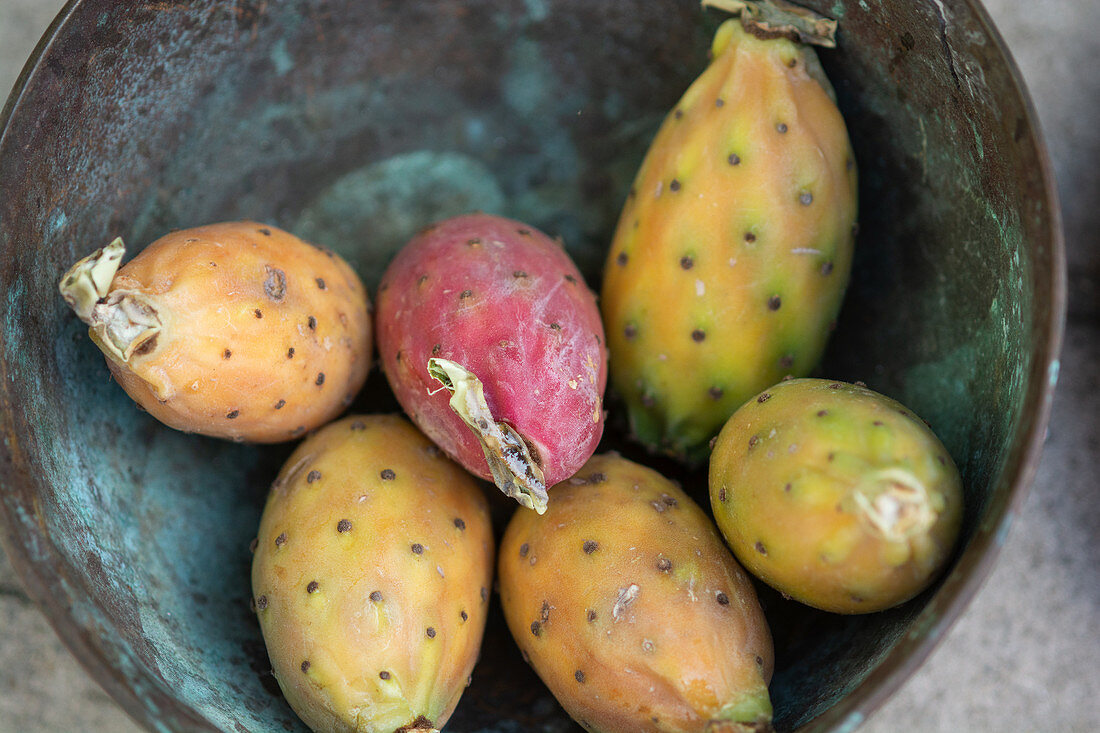 Cactus pear