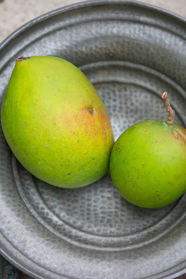 Two green mango fruits