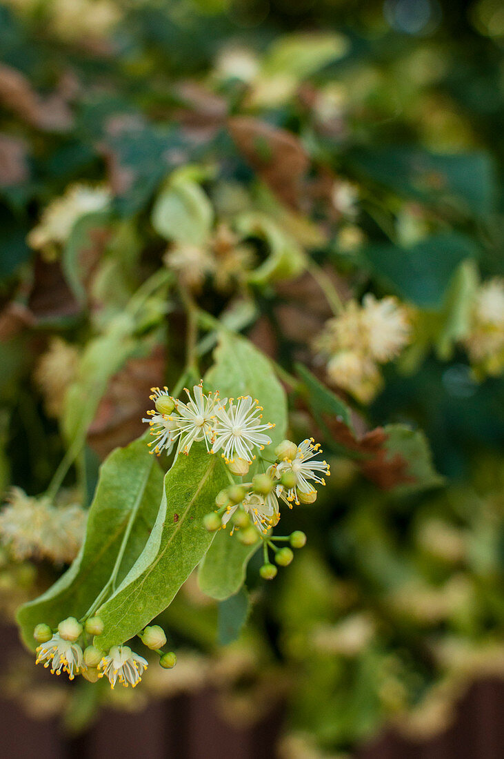 Linden flowers