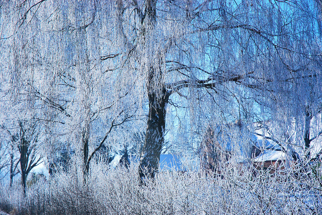 Trees covered in hoar frost