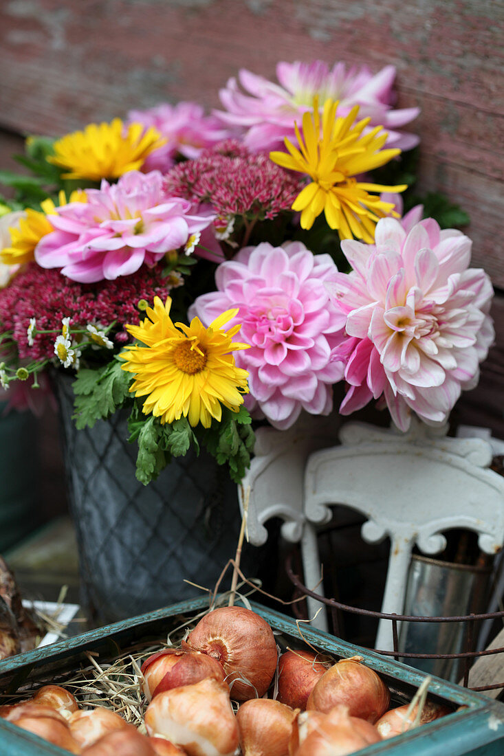 Autumn bouquet with dahlias, marigolds and stonecrop, tulip bulbs in a tin box