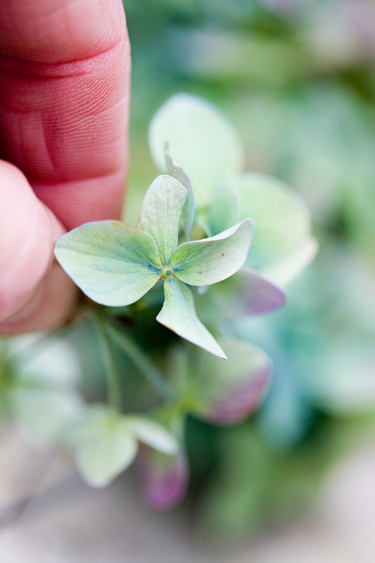 Hand holding delicate green and purple hydrangea flowers