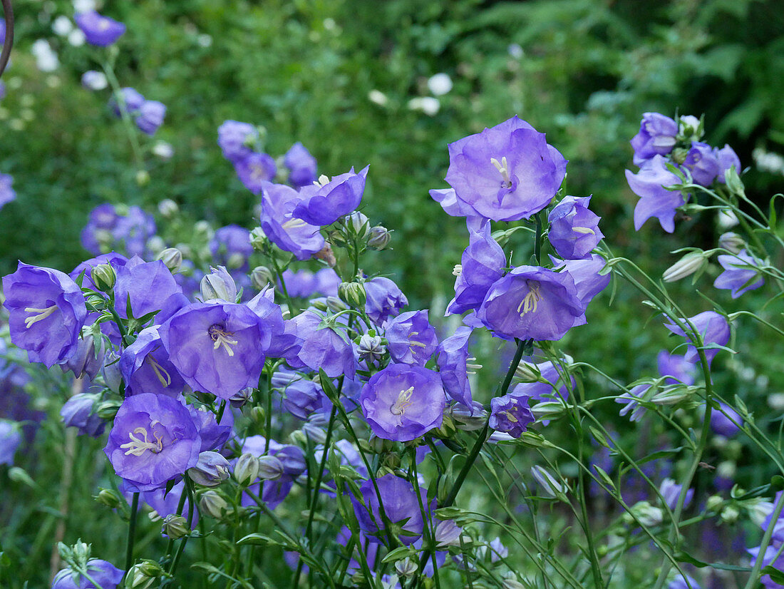 Campanula 'Blue bloomers'
