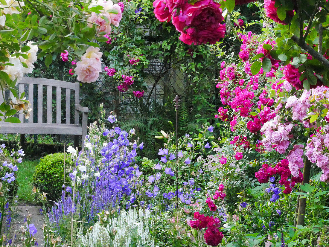 Wooden bench next to picturesque bed of roses ('Ghislaine de Féligonde', 'Laguna', 'Super Excelsa', 'Super Fairy') and campanula