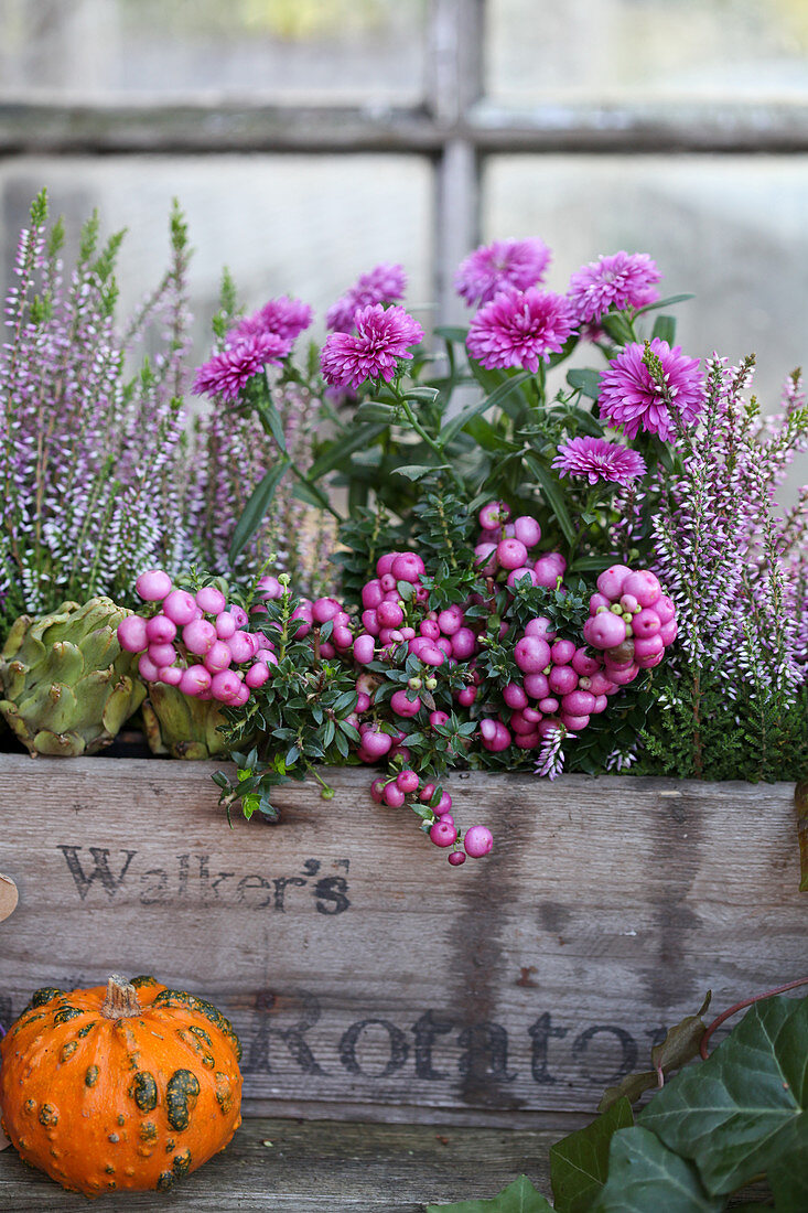 Pernettya, aster, and budding heather in a wooden box