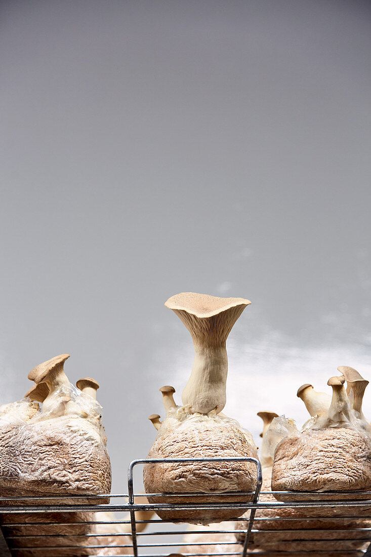 Growing herb mushrooms