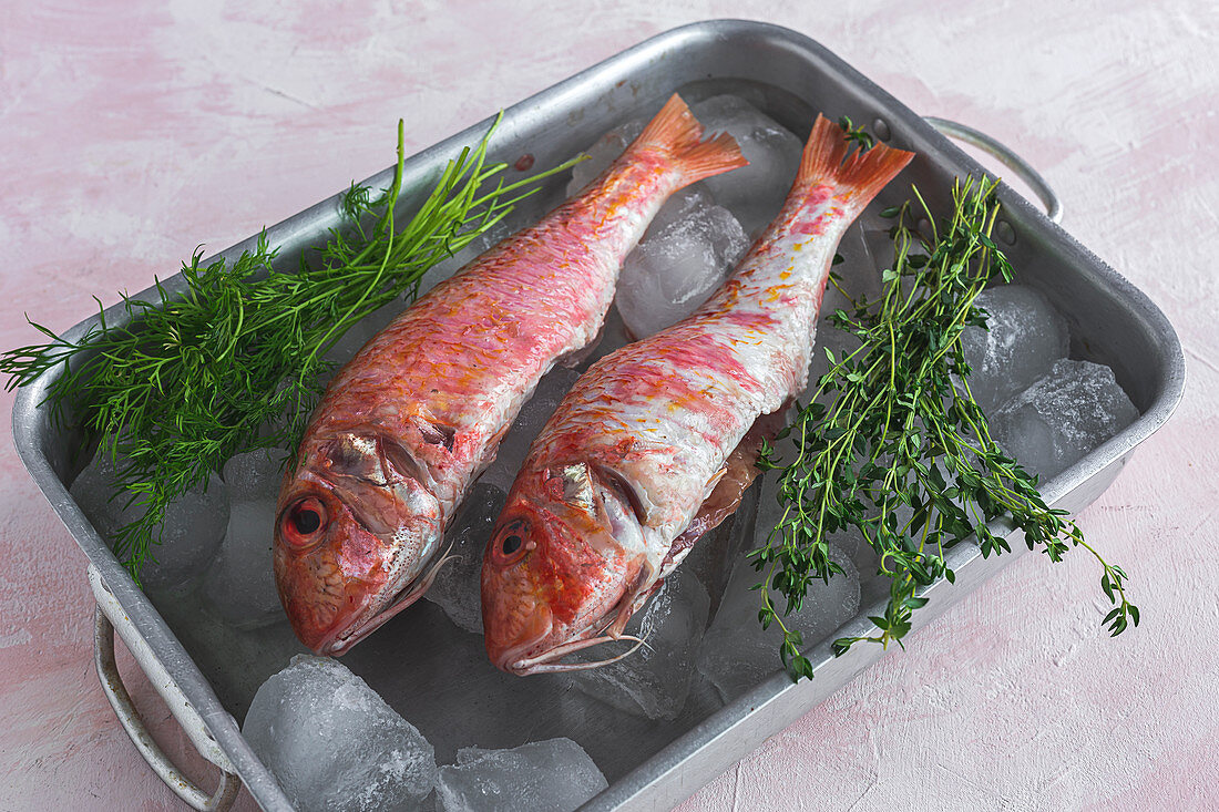 Raw Mullus fish in metal dish