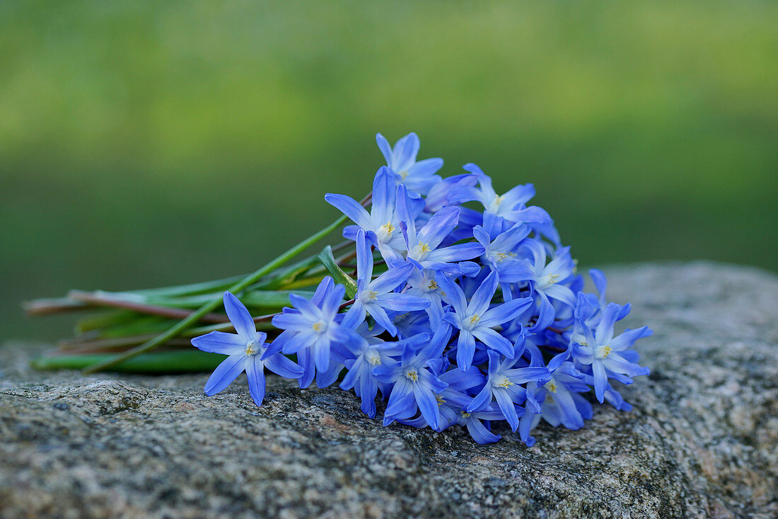 A small bouquet of alpine squill