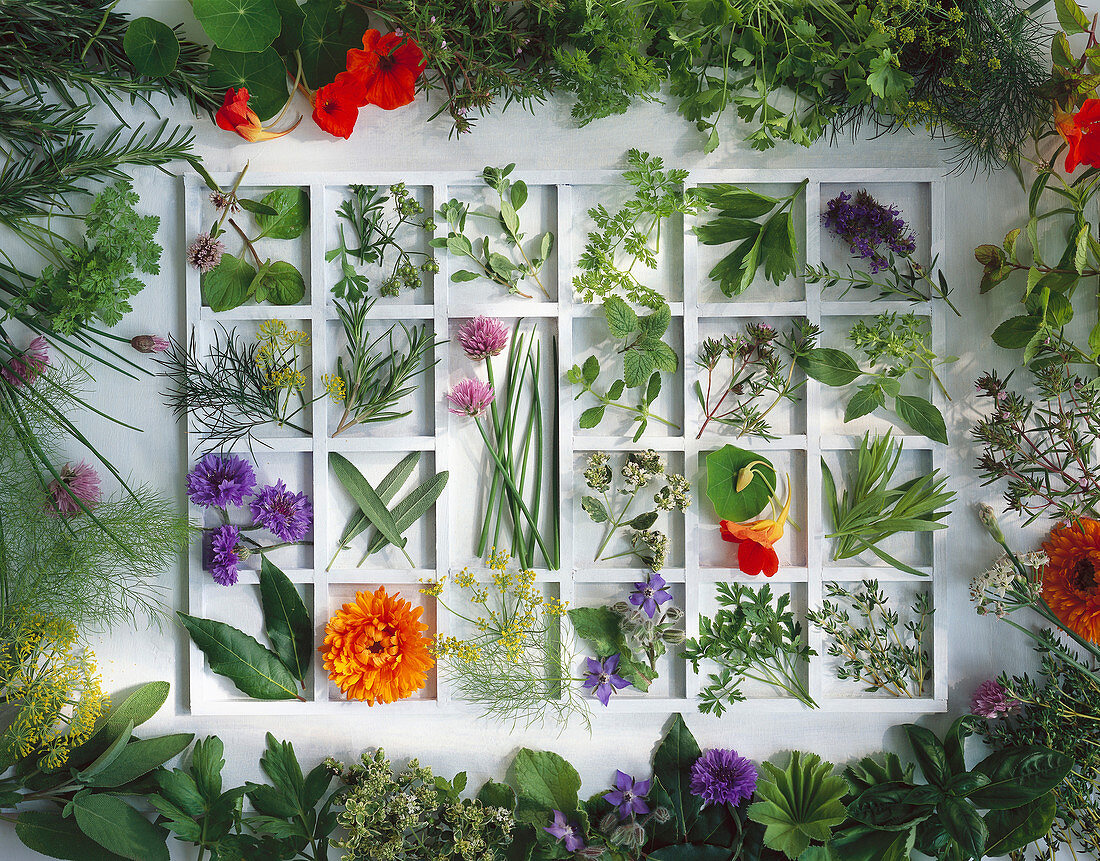 A frame with various herbs and herbs grouped around the edge of the image