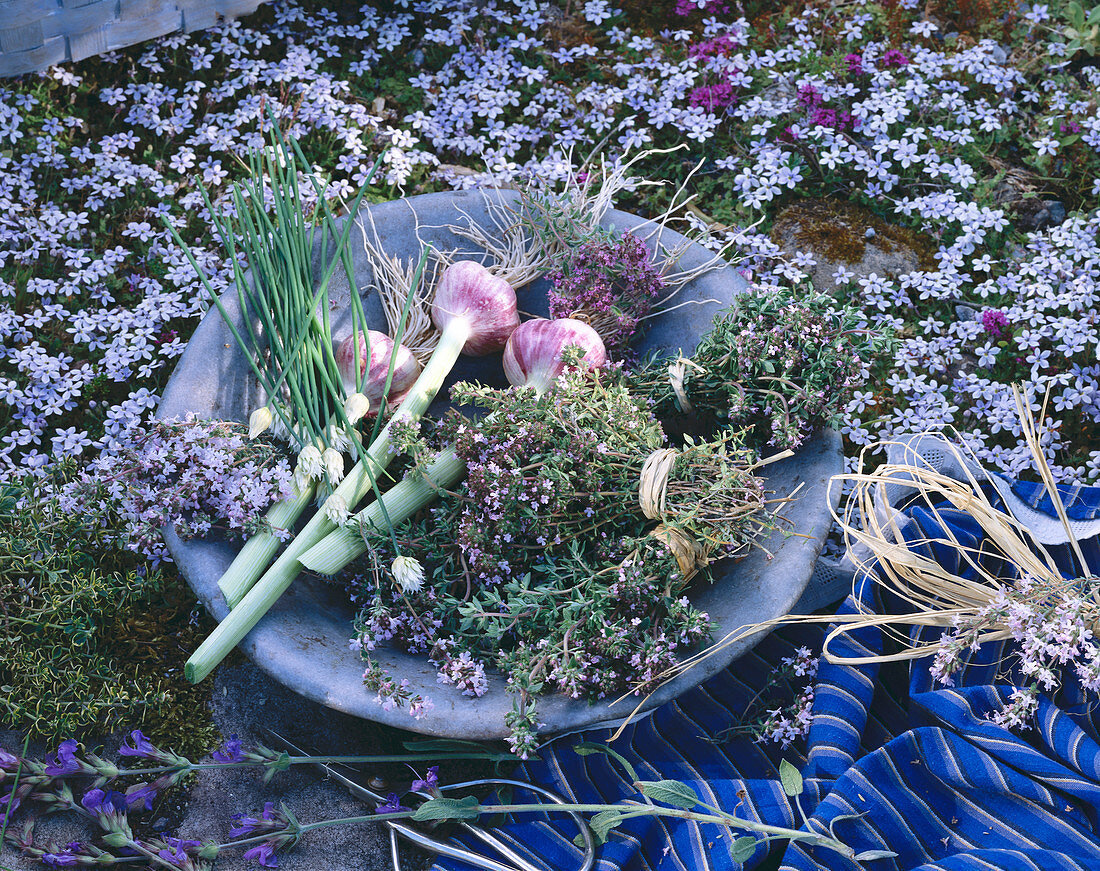 A bowl of garlic, thyme and chives surrounded by fragrant herbs