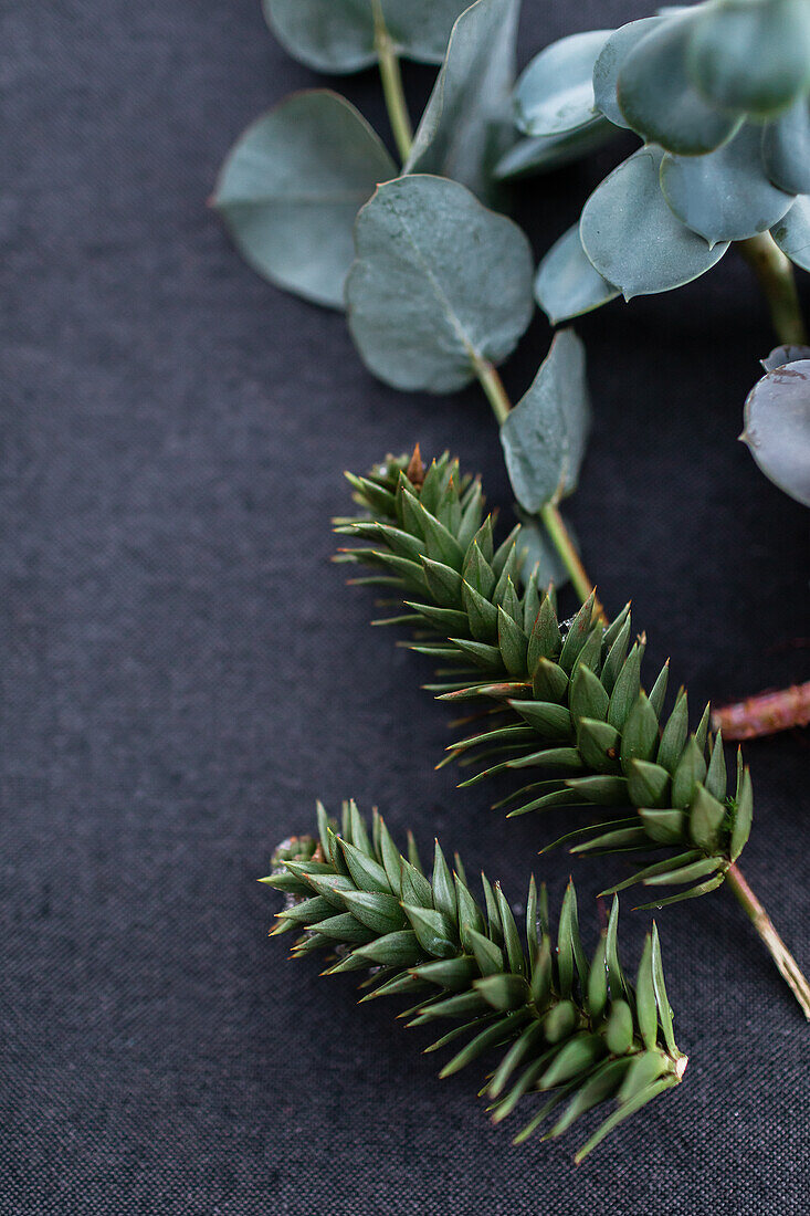 Sprigs of Japanese fir and eucalyptus on a dark surface