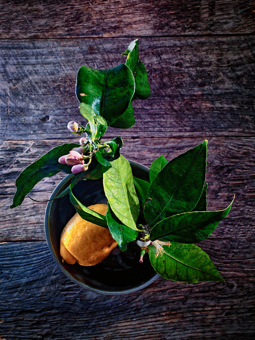 Lemon with flowers and leaves