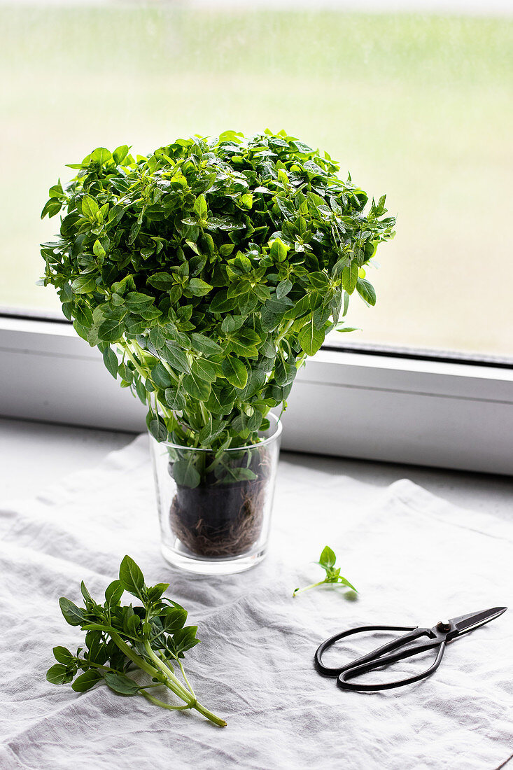 Fresh basil