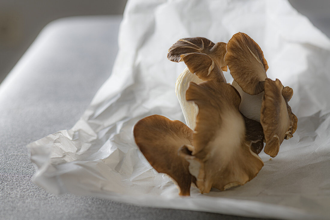 Summer oyster mushrooms on paper
