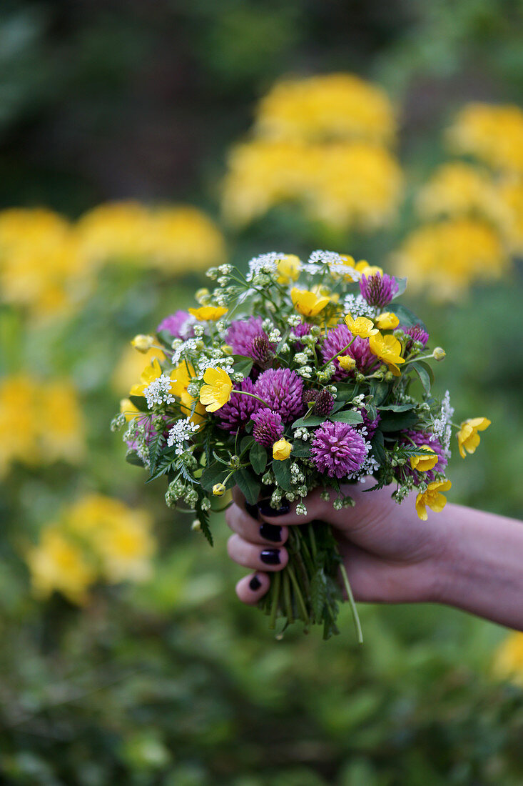 Hand holding a meadow bouquet of buttercups, red clover, and Caraway