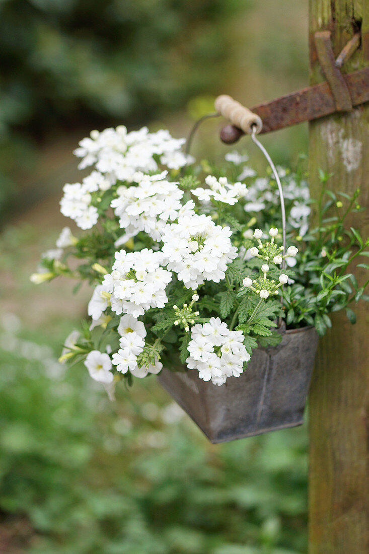 Small tin box with white verbenas, pansies, and Lobelia