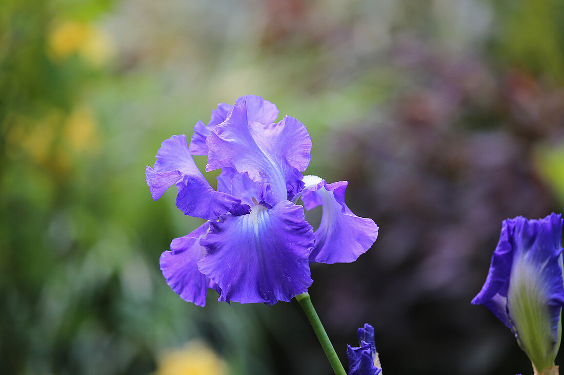 blue iris full download