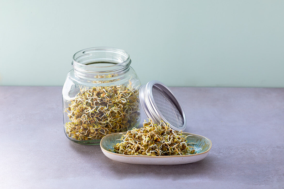 Mountain lentils germinating in a jar