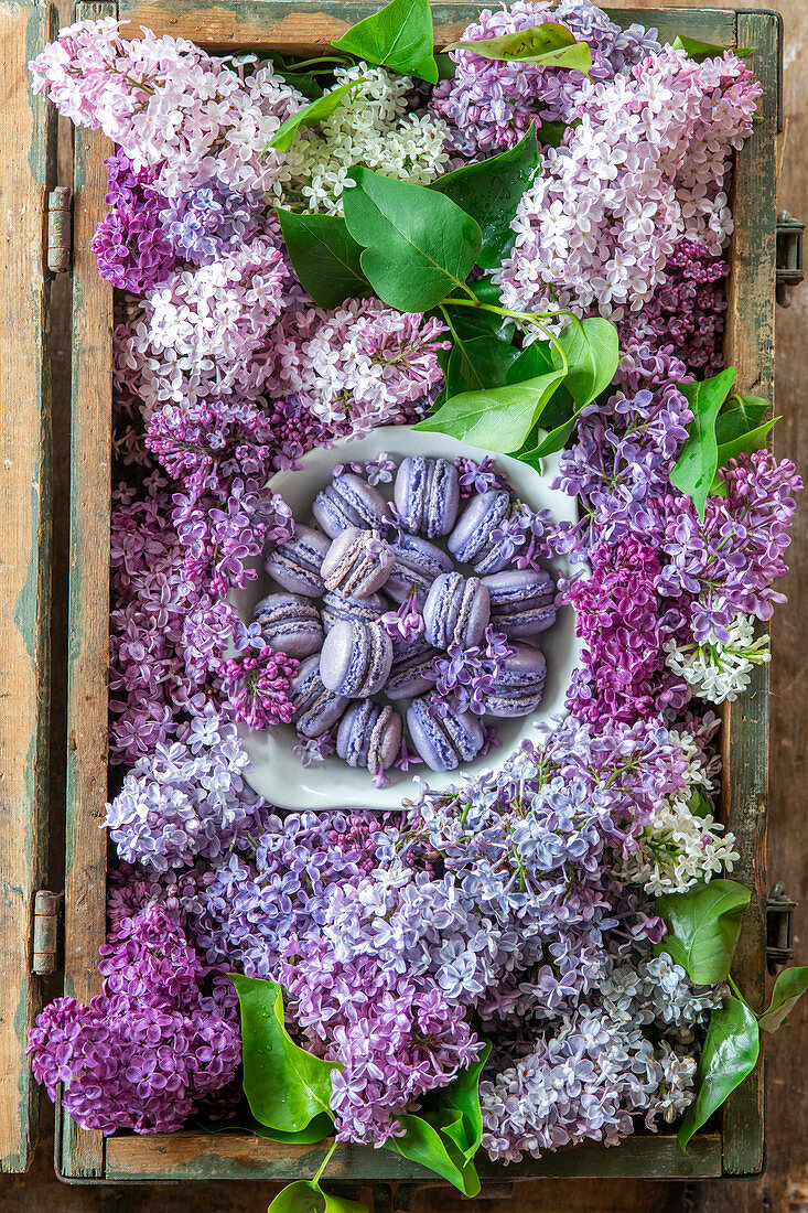 Violette Flieder-Macaronss