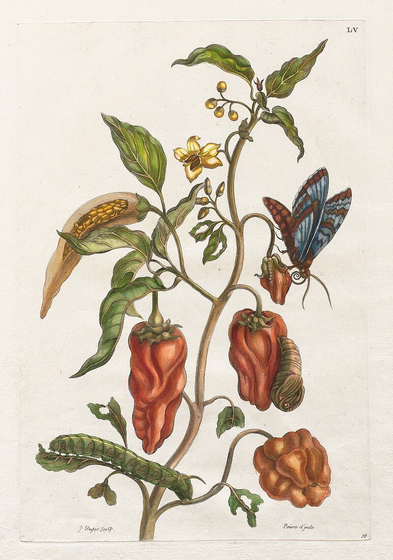 Pepper plant and insects, 18th century illustration