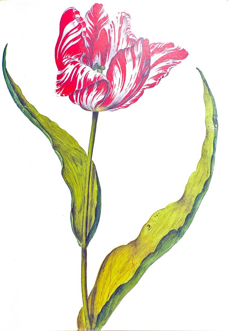 Gesner's Tulip (Tulipa gesneriana), 17th century illustration