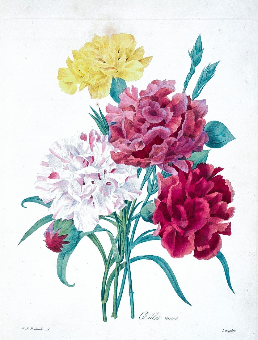 Carnation flowers, 19th century illustration