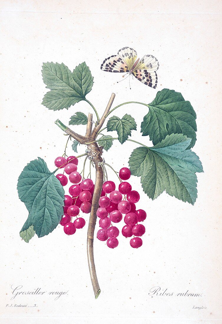 Red currant (Ribes rubrum), 19th century illustration