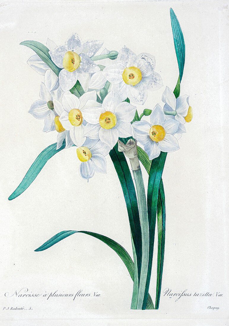 Daffodil (Narcissus tazetta), 19th century illustration