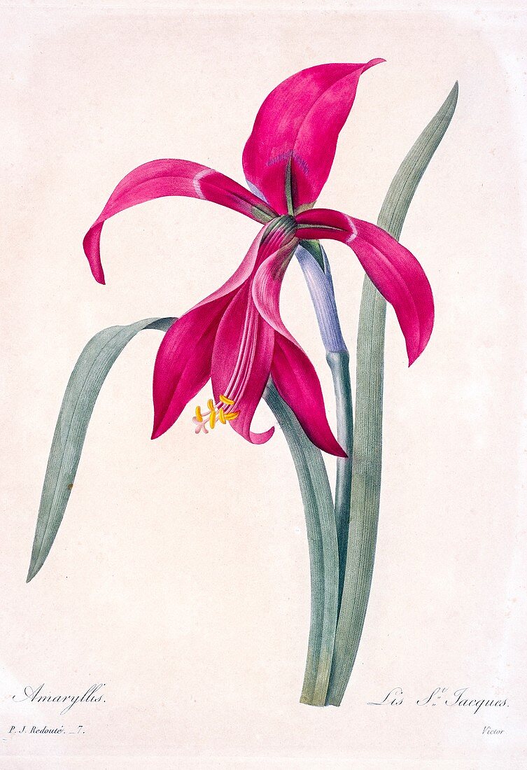Amaryllis flower, 19th century illustration