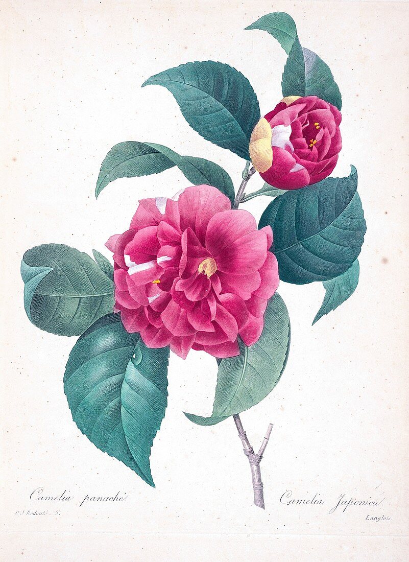 Camellia (Camellia japonica), 19th century illustration