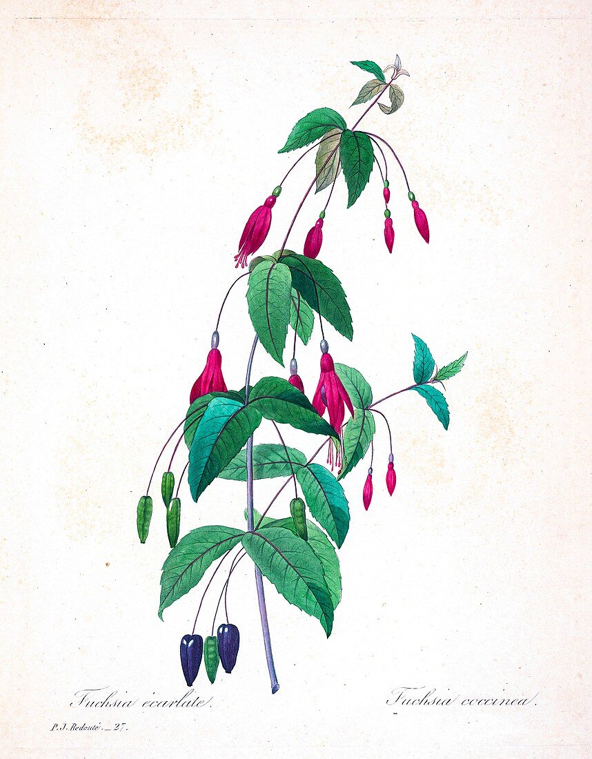 Scarlet fuchsia (Graptophyllum excelsum), illustration