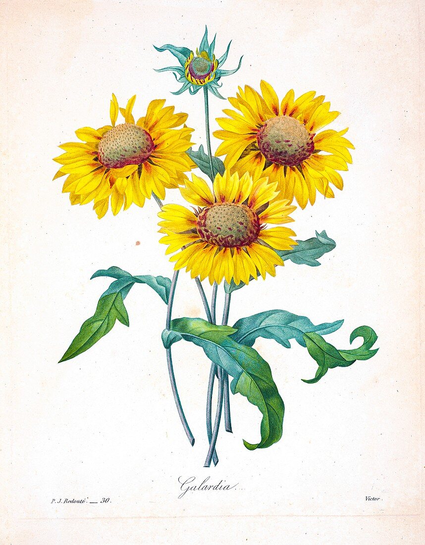 Blanket flower (Gaillardia sp.), 19th century illustration