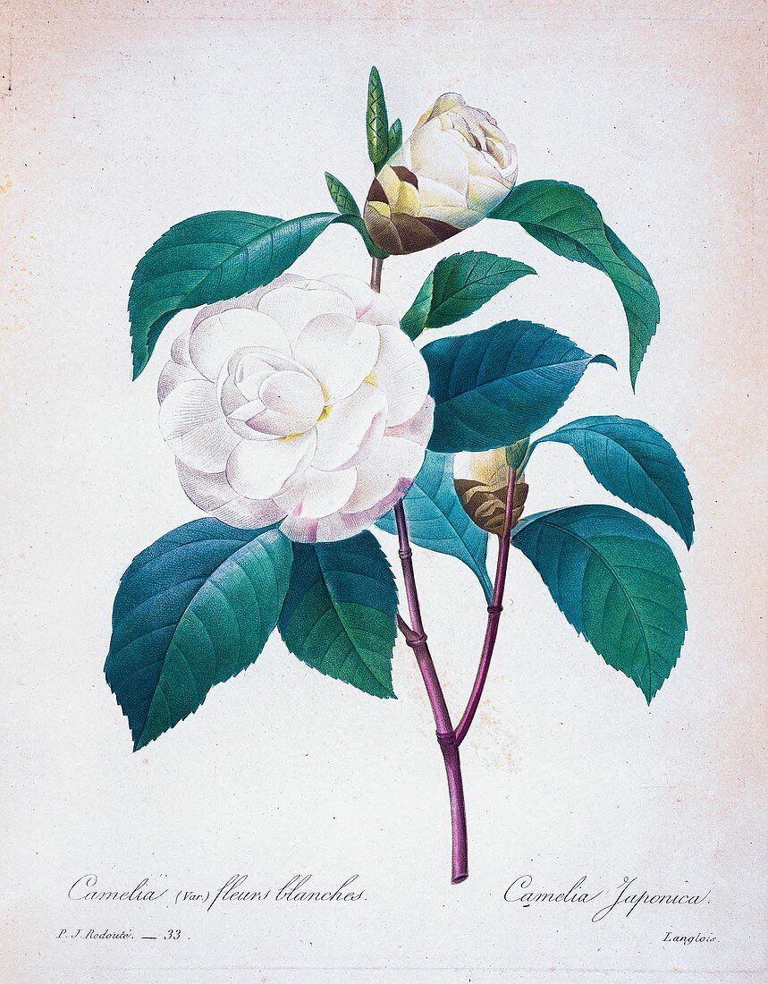 Camellia (Camellia japonica), 19th century illustration