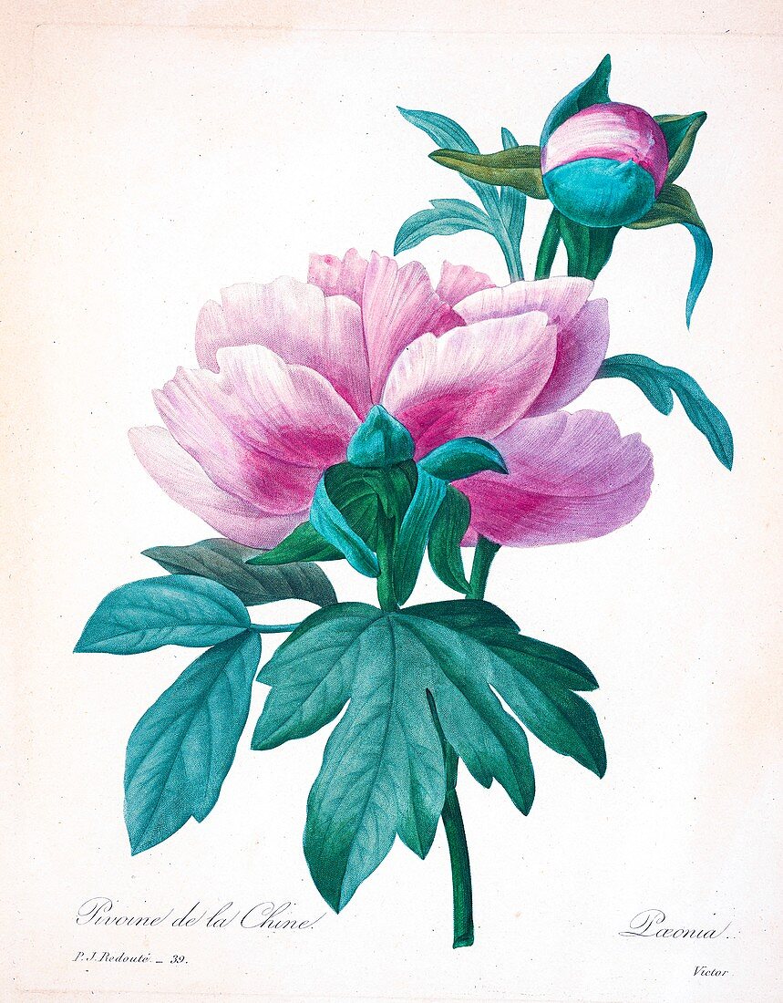 Chinese peony (Paeonia lactiflora), 19th century illustration