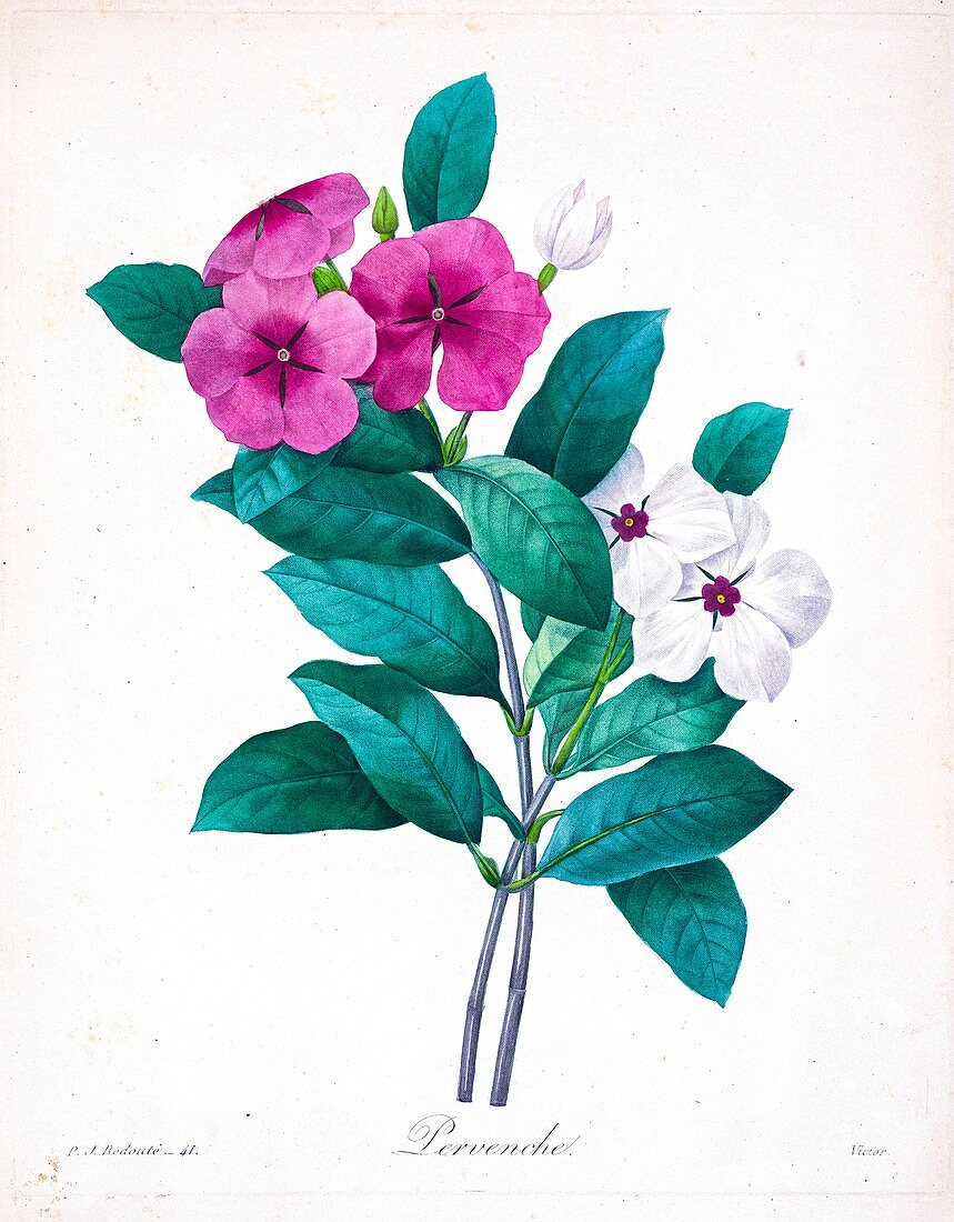 Madagascar periwinkle, 19th century illustration
