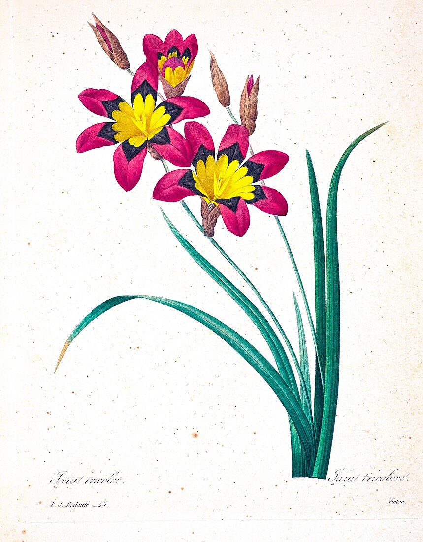Wandflower (Sparaxis tricolor), 19th century illustration