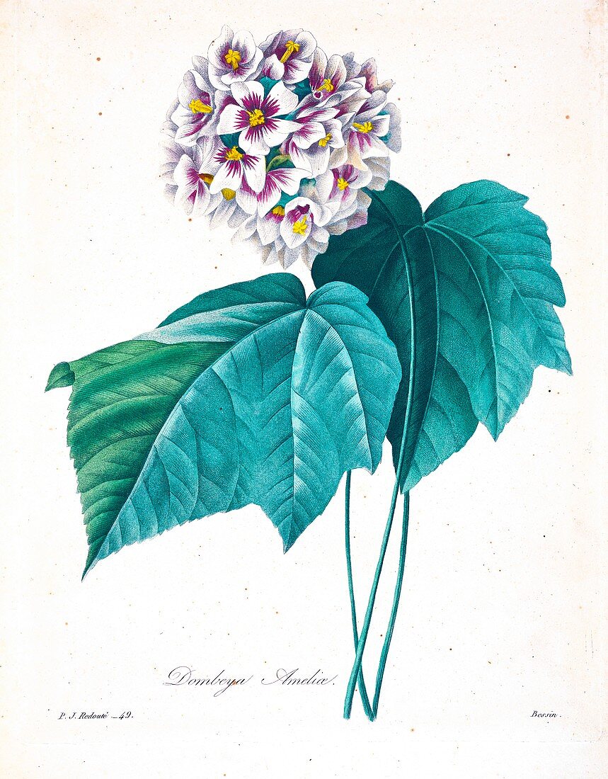 Dombeya flower, 19th century illustration
