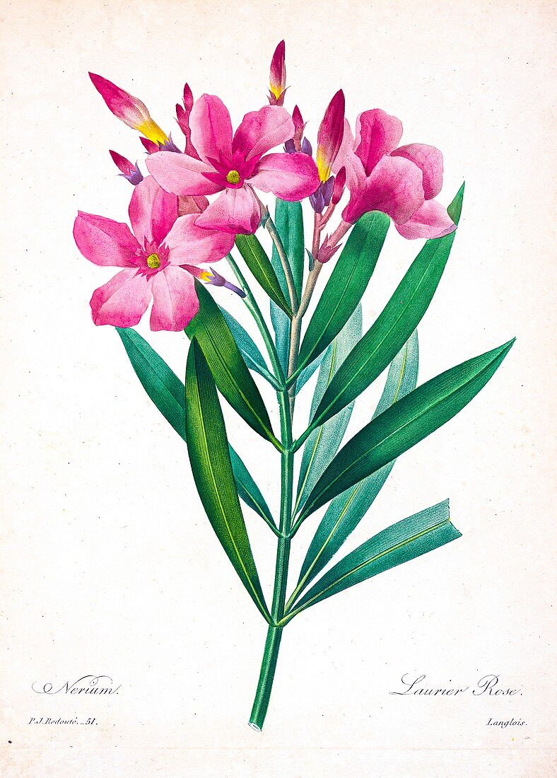 Oleander (Nerium oleander), 19th century illustration