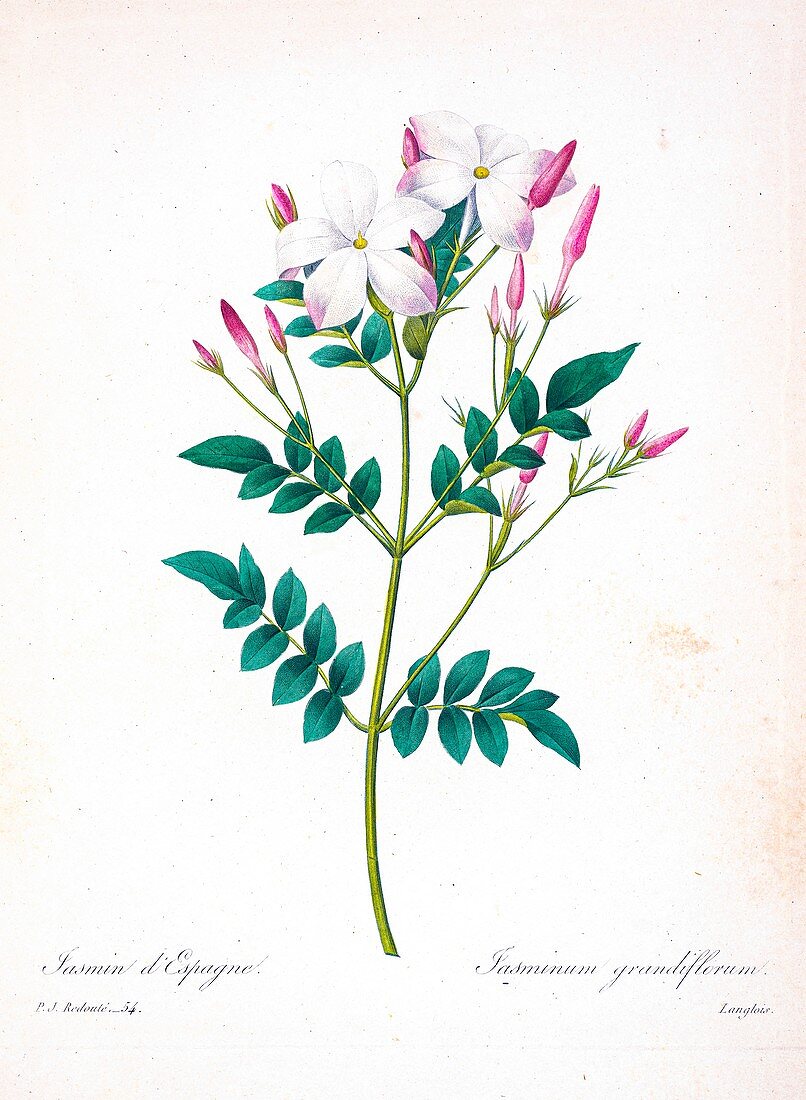 Spanish jasmine, 19th century illustration