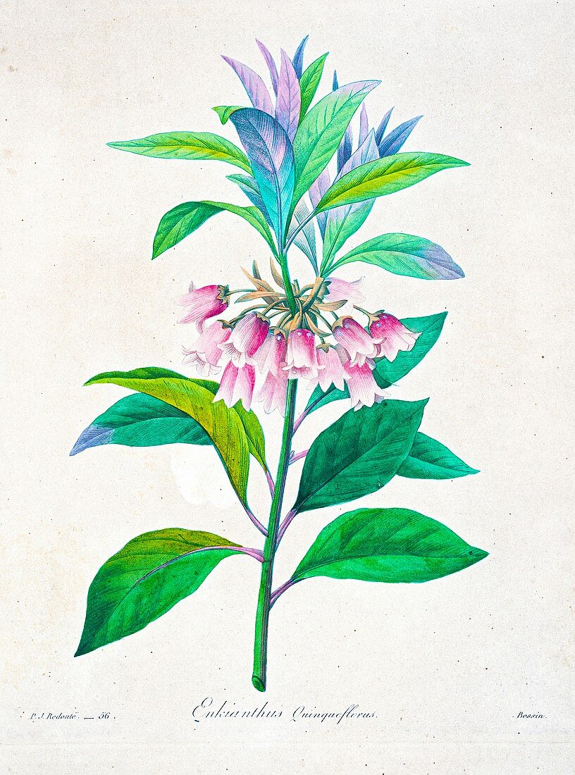 Enkianthus quinqueflorus flower, 19th century illustration