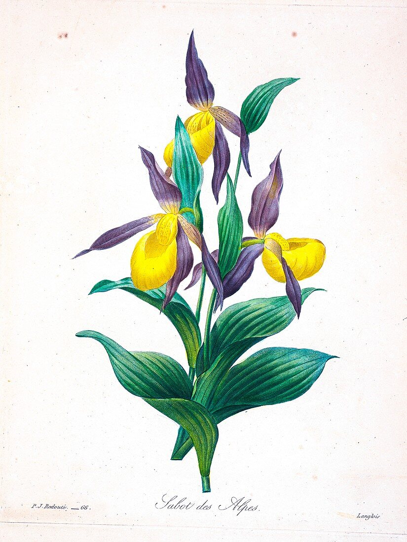 Ladies' slipper orchid, 19th century illustration