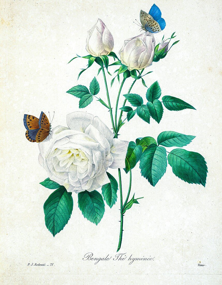 Bengal rose, 19th century illustration