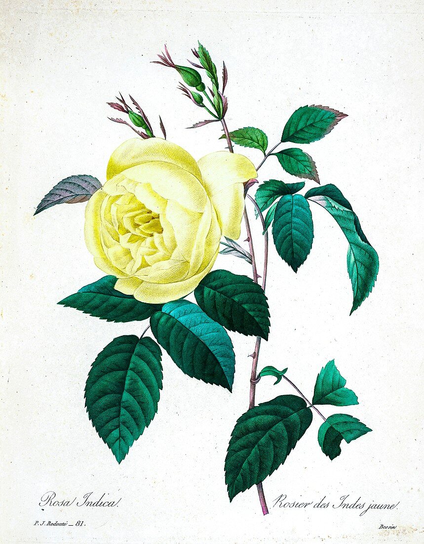 rose (Rosa Indica), 19th century illustration