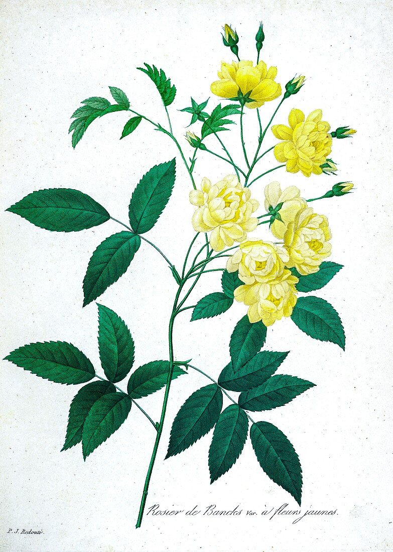 Rose of Bancks (Rosa banksiae), 19th century illustration