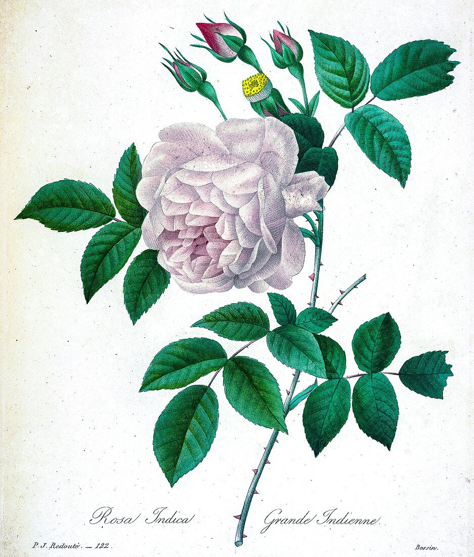 Rose (Rosa chinensis), 19th century illustration