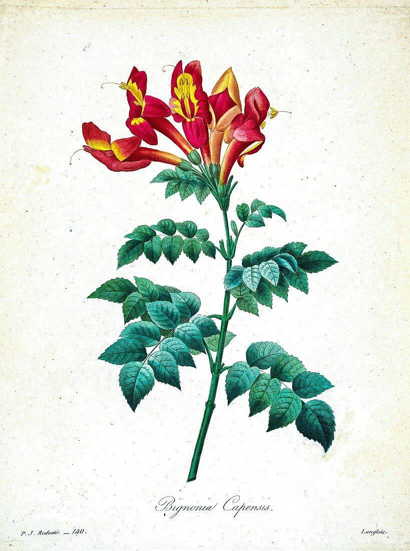 Cape honeysuckle (Tecoma capensis), 19th century illustration