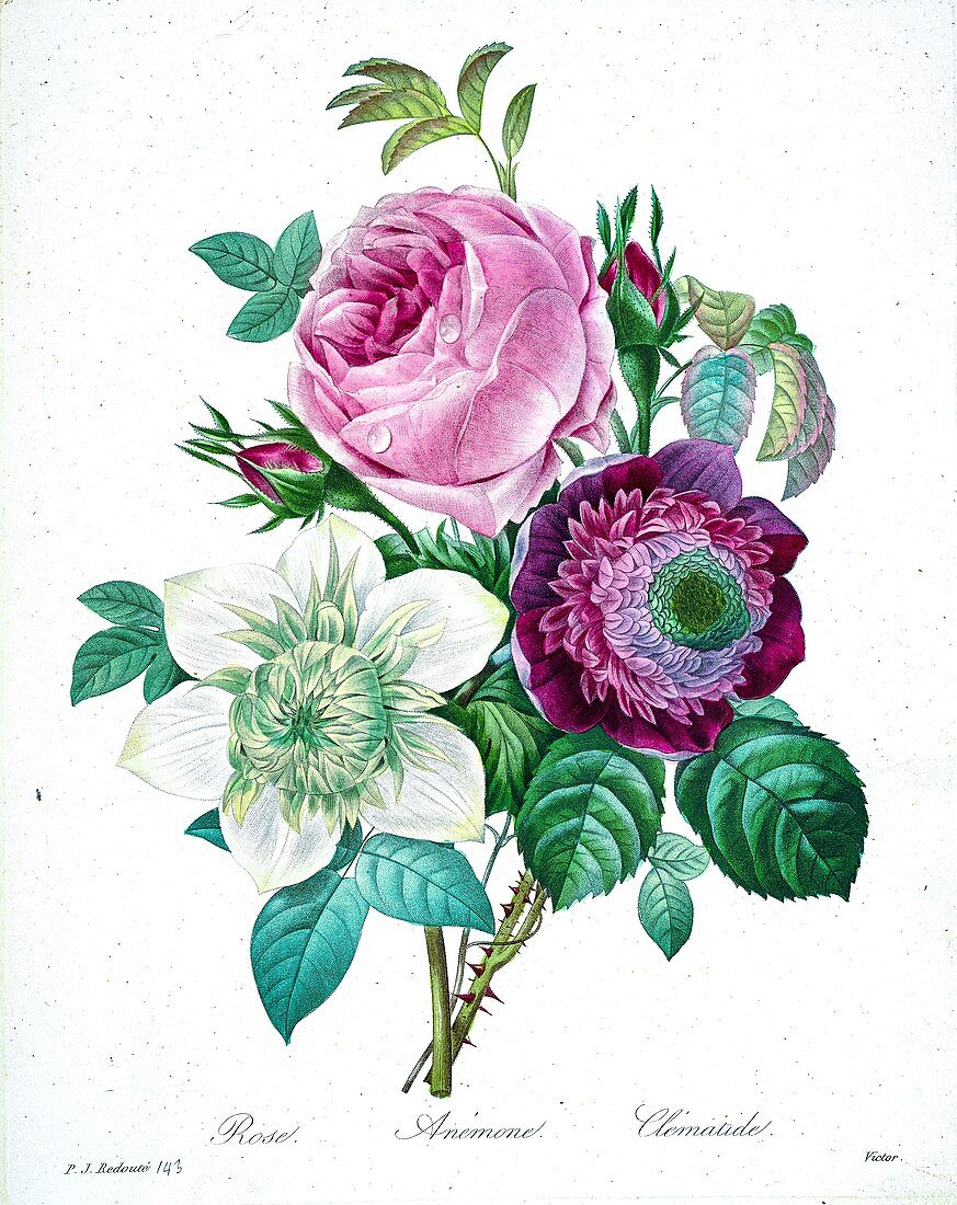 Flower bouquet, 19th century illustration