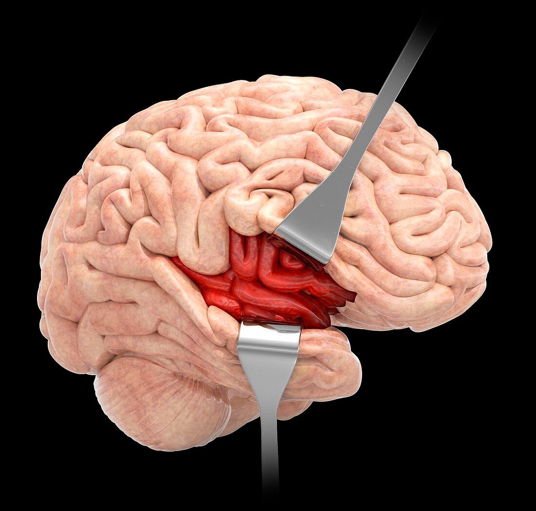Human insula, illustration